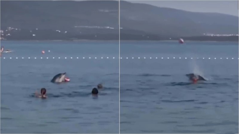 VIDEO Nevjerojatan prizor u Maslenici: Dupin se igrao loptom s kupačima