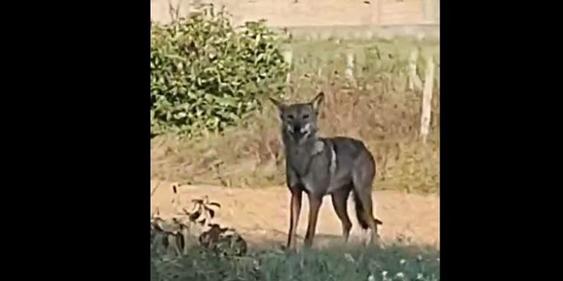 VIDEO Vuk ponovno šeta Glavicama kraj Sinja