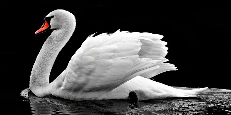 DORH skida sa sebe odgovornost u slučaju usmrćenog labuda: Od policije nismo dobili ni prijavu, ni izvješće