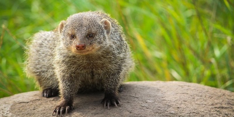 NASTRADAT ĆE MUNGOSI Fond za zaštitu okoliša financirat će uklanjanje ovih životinja s Čiova