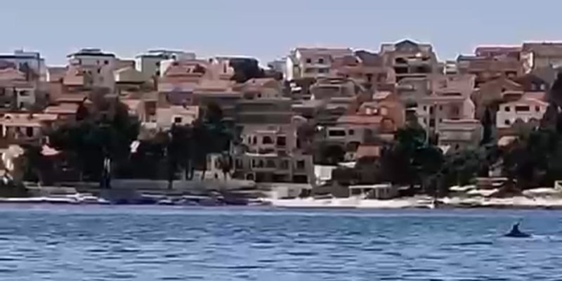 VIDEO Dva dupina na Uskrs u Čiovskom zaljevu