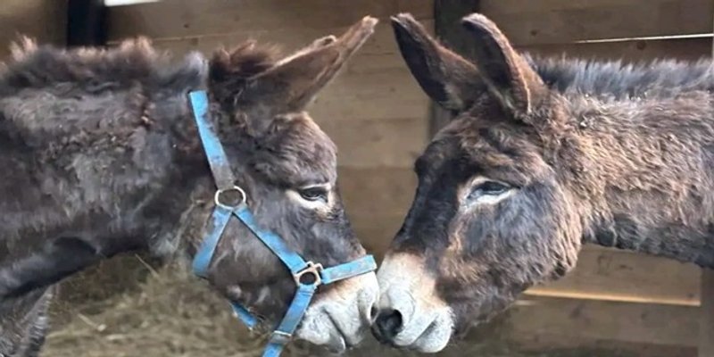 'DONIRAMO MAGARICU' Udruga Primorsko-dinarskog magarca nastavlja s projektom