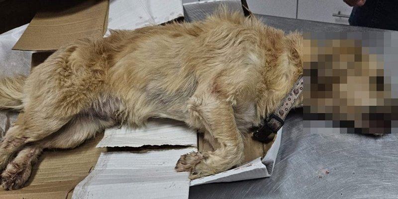 UŽAS U ZMIJAVCIMA Pas zatučen lopatom. Bori se za život