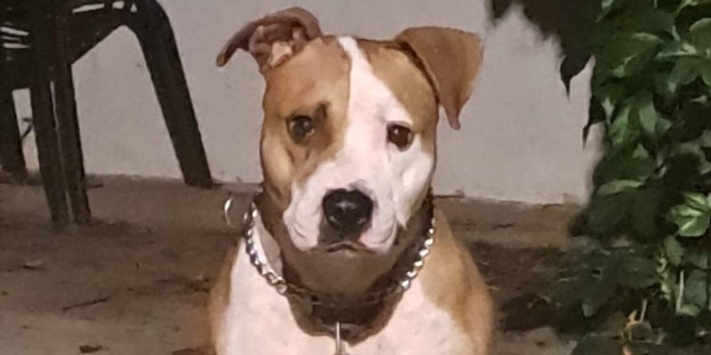 Kći Hajdukove legende traži dom za dobrog Dona