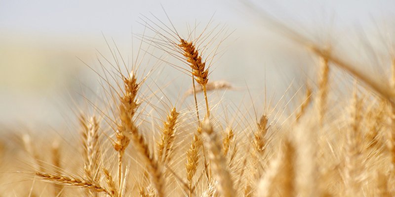 Počela žetva ranih usjeva pšenice