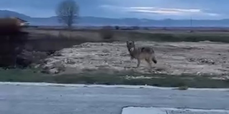 VIDEO Vuk opet snimljen uz cestu u Grabu