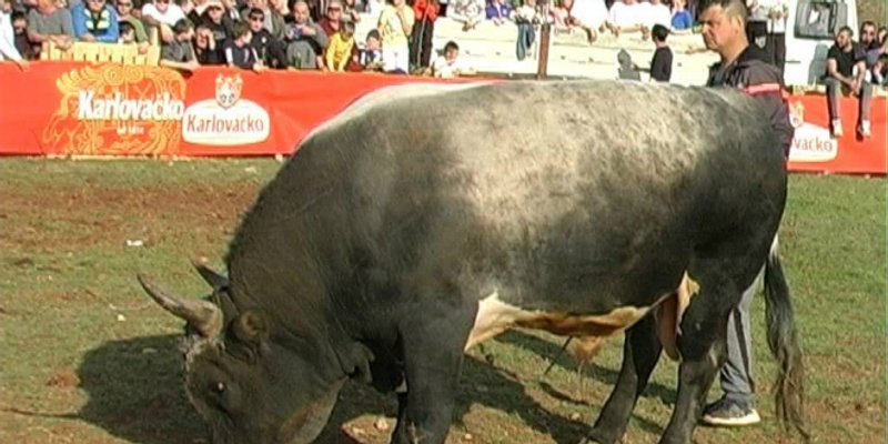 Humanitarna korida za Mateja u Dicmu