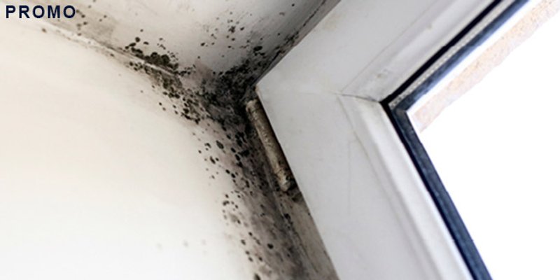 Imate li vlagu ili plijesan u domu? Evo rješenja! 