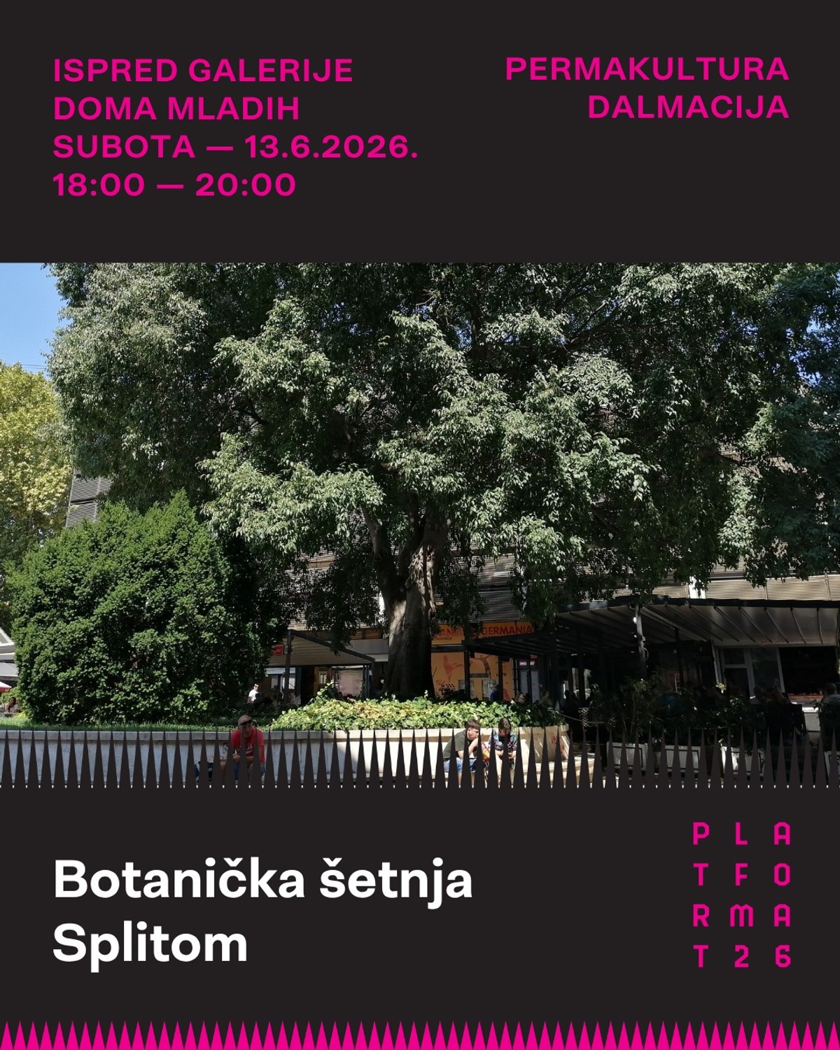 Permakultura Dalmacija organizira tri događanja posvećena zaštiti splitskih stabala i urbanog zelenila