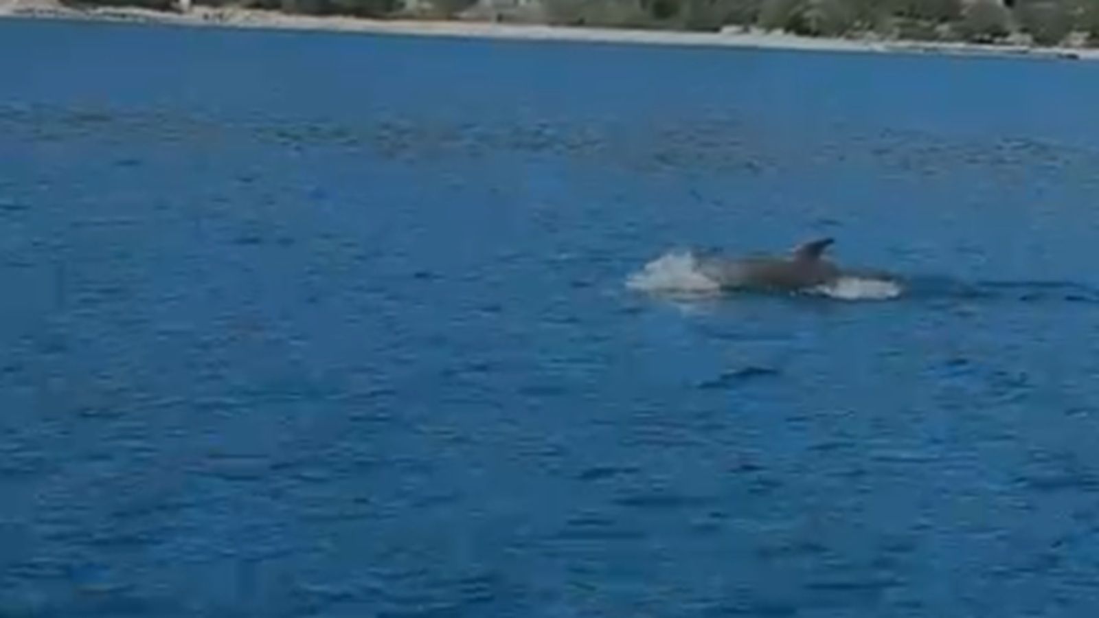 VIDEO Drvenik Mali: 'Oh my God!'