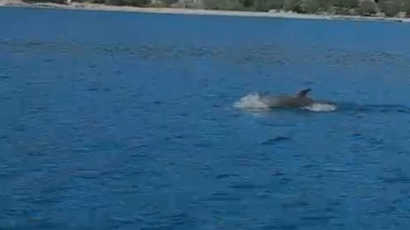 VIDEO Drvenik Mali: 'Oh my God!'