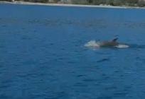 VIDEO Drvenik Mali: 'Oh my God!'