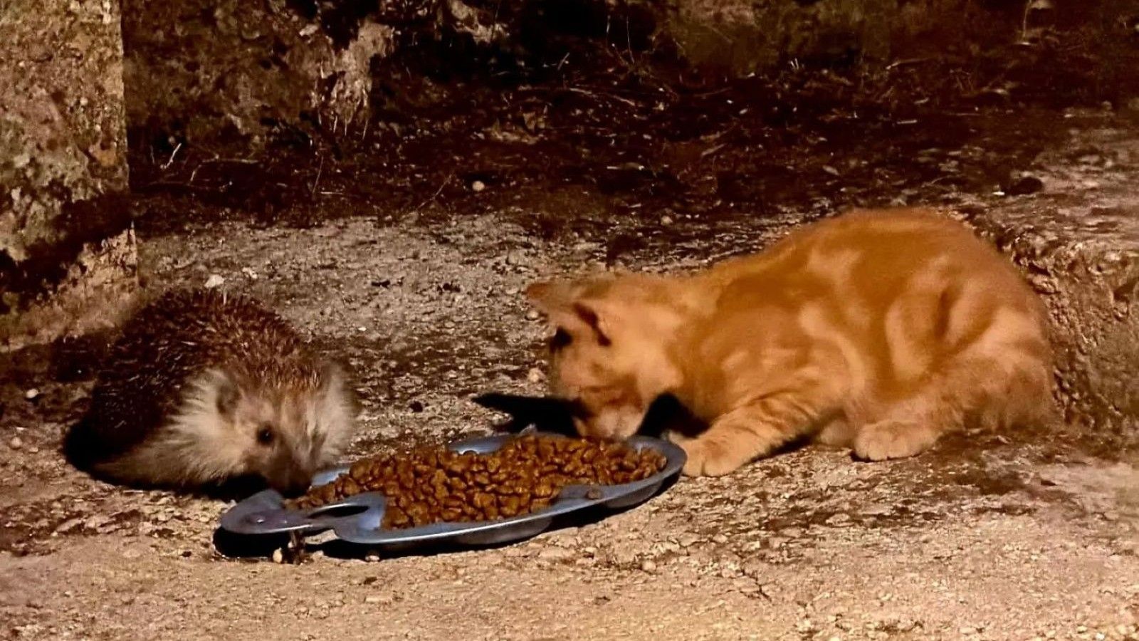 Ovaj jež svake večeri dolazi na večeru s mačićem, a mnogi završavaju pod kotačima. Upućen apel vozačima