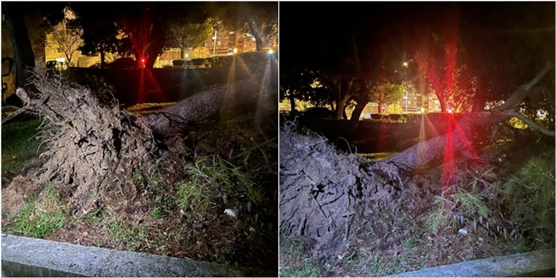 FOTO Veliko stablo palo u blizini dječjeg vrtića!