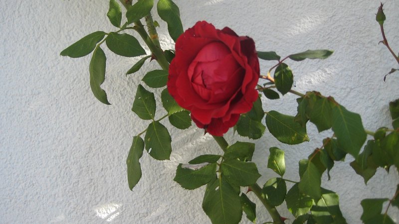 Dr. Kalilić: Poštovanje žene znači sigurnost i dostojanstvo, ne samo cvijet 8. ožujka