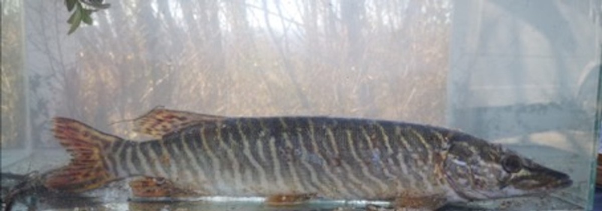 FOTO/VIDEO Strane vrste u Jadru i Vrljici