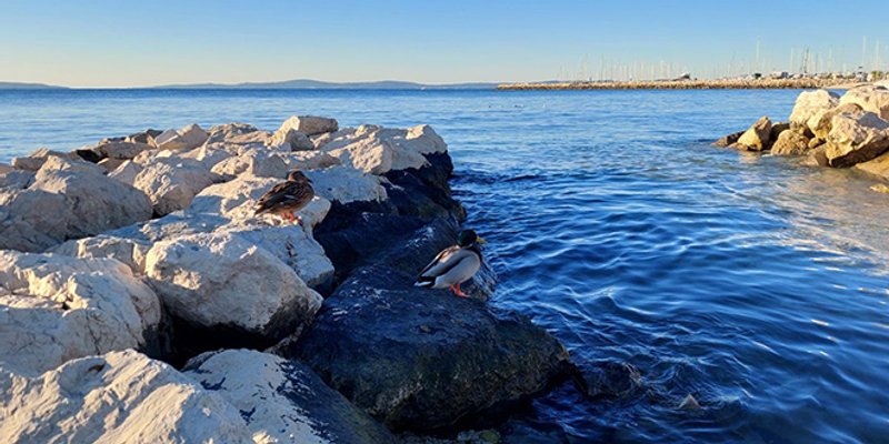 NEZADOVOLJAVAJUĆE! More na Trsteniku nije za kupanje