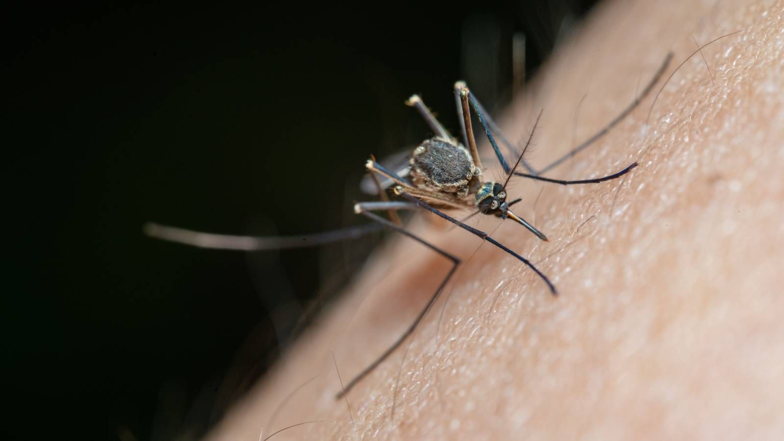 VIRUS ZAPADNOG NILA: HZJZ savjetuje kako se efikasno zaštititi