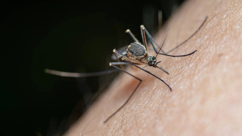 VIRUS ZAPADNOG NILA: HZJZ savjetuje kako se efikasno zaštititi