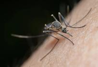 VIRUS ZAPADNOG NILA: HZJZ savjetuje kako se efikasno zaštititi