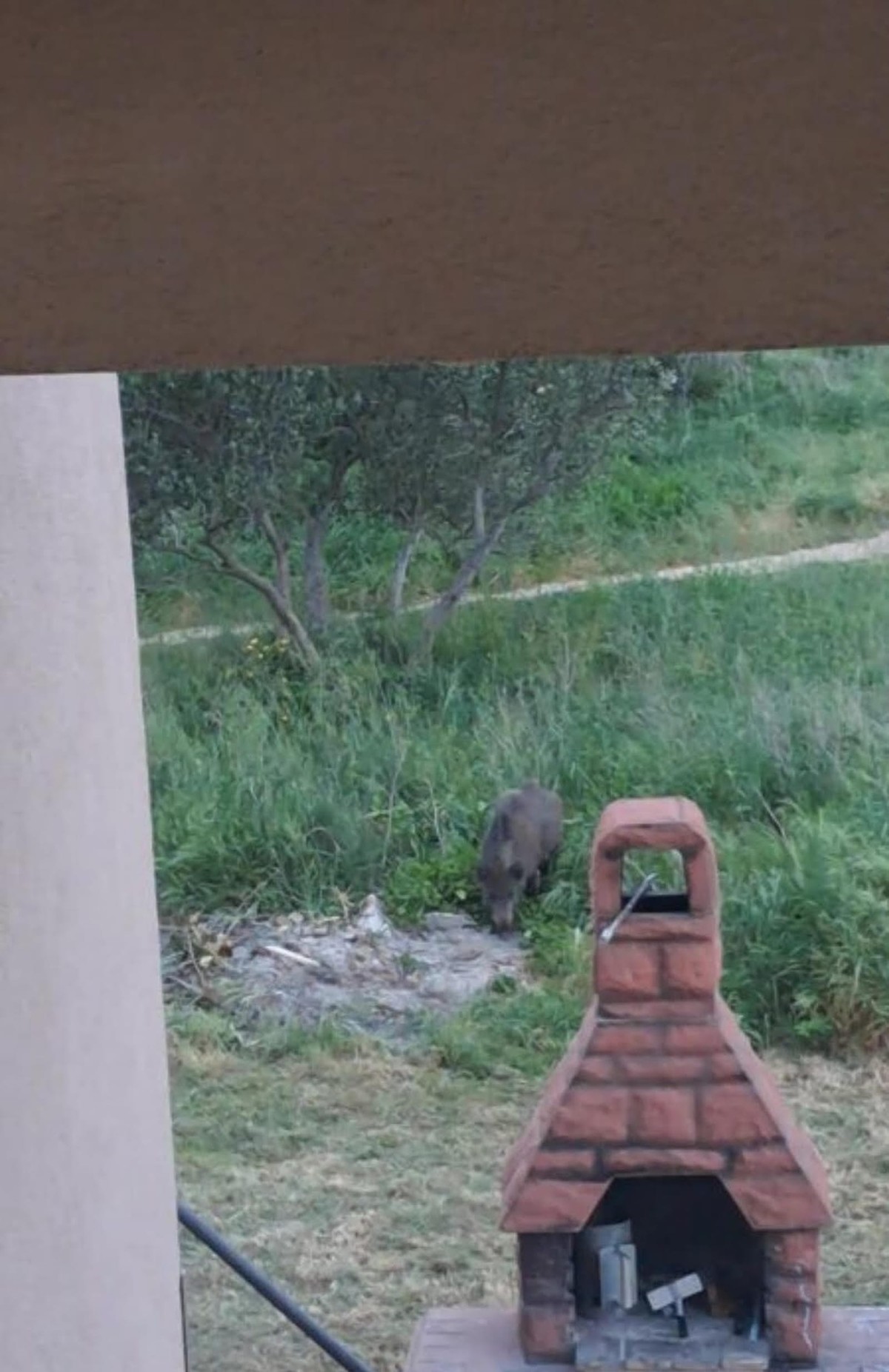 FOTO Divlje svinje uočene u Kaštelima!