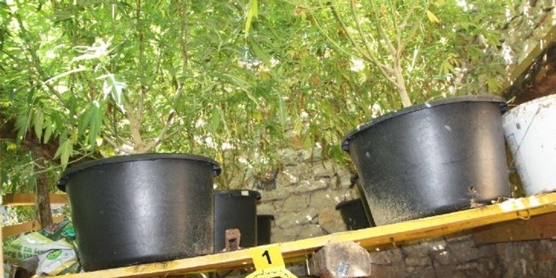 Kovačevićeva firma za koju se sumnja da je uzgajala 'travu' dobivala poticaje od države