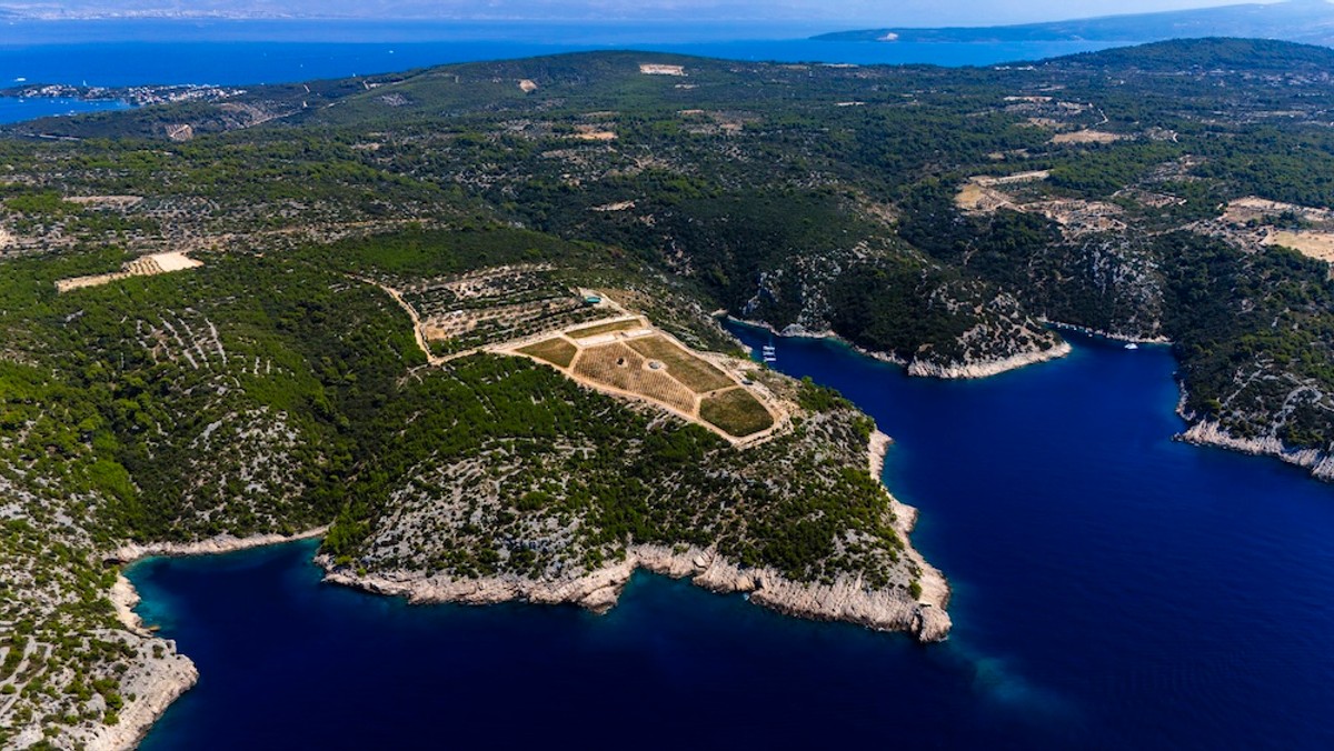 FOTO Vinarija Markus odradila je prvu berbu na Šolti: Kadrovi su impresivni
