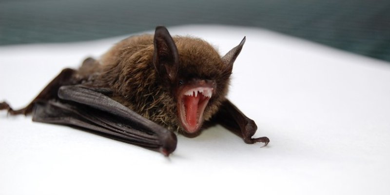 JU PARK ŠUMA MARJAN Kreće monitoring šišmiša i sova