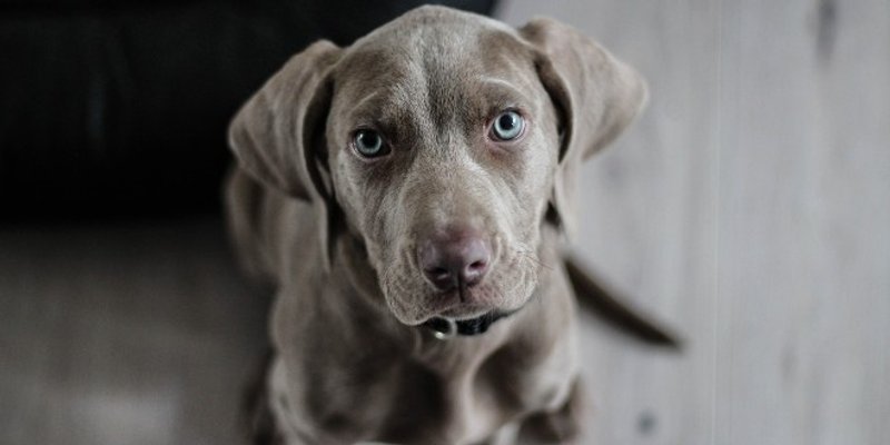 POMOĆ UKRAJINCIMA Omogućen pojednostavljen ulazak kućnih ljubimaca u pratnji vlasnika u Hrvatsku