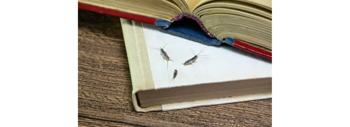 Višak vlage, bube u kući!