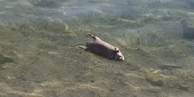 VIDEO: Osam crknutih pantagana doplutalo je do plićaka na Kašteletu