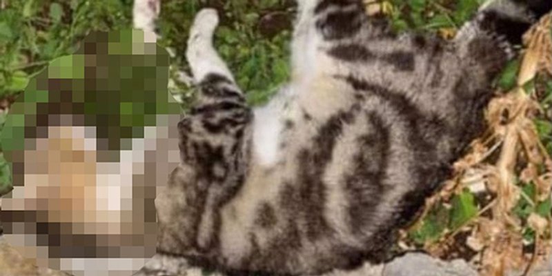 UŽAS NA BRAČU Manijak u dva tjedna potrovao 30 mačaka u Povljima