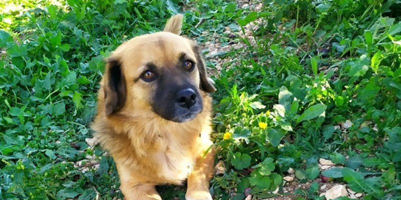 POMOZITE! Nestao je Medo, vlasnici nude bogatu nagradu