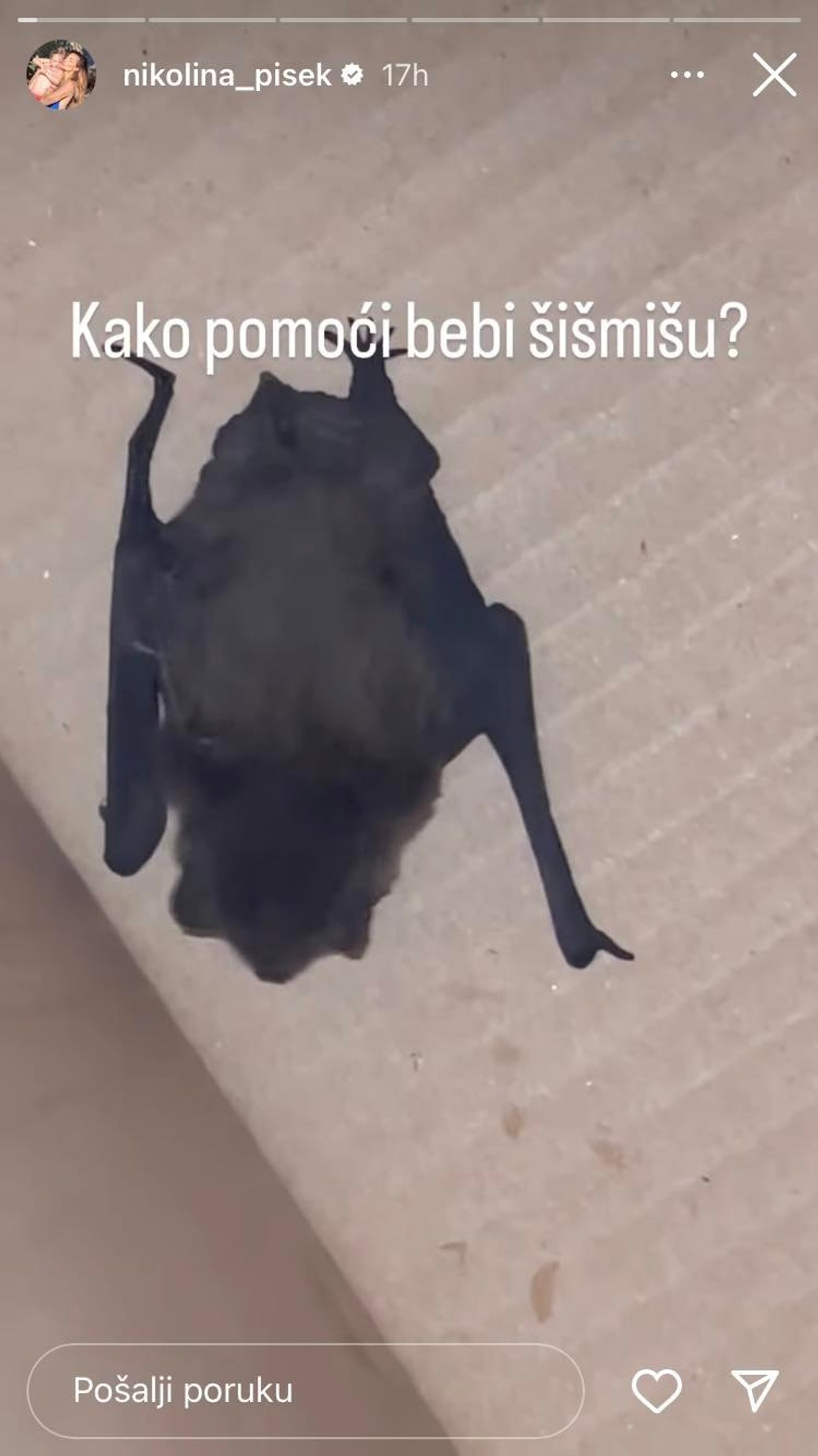 Nikolina Ristović spasila ozlijeđenog šišmiša, pogledajte što je napravila