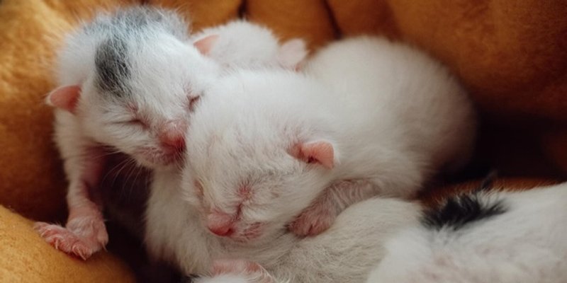 UŽAS KRAJ TRILJA Djeca pronašla tek okoćene mačiće zavezane u kesu. Trebaju vašu pomoć