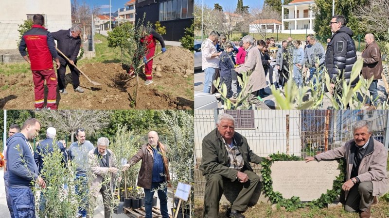 Rotary klub Dubrovnik obilježio 25 godina besplatne dodjele sadnica maslina