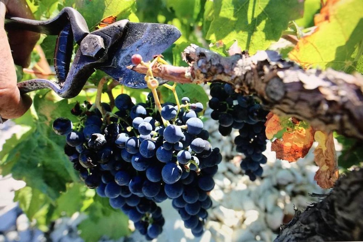 INSPIRATIVNA PRIČA Nadomak Splita niče investicija od 15 milijuna eura 