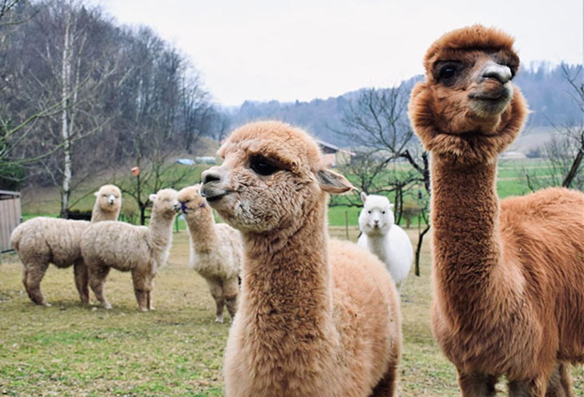 Iskoristite vikend s djecom: Ove farme i rančeve morate posjetiti