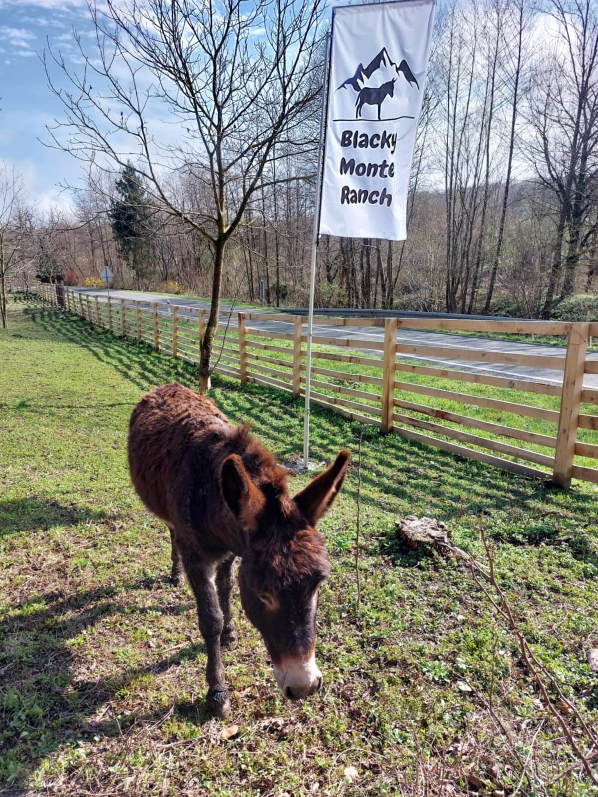 'DONIRAMO MAGARICU' Udruga Primorsko-dinarskog magarca nastavlja s projektom