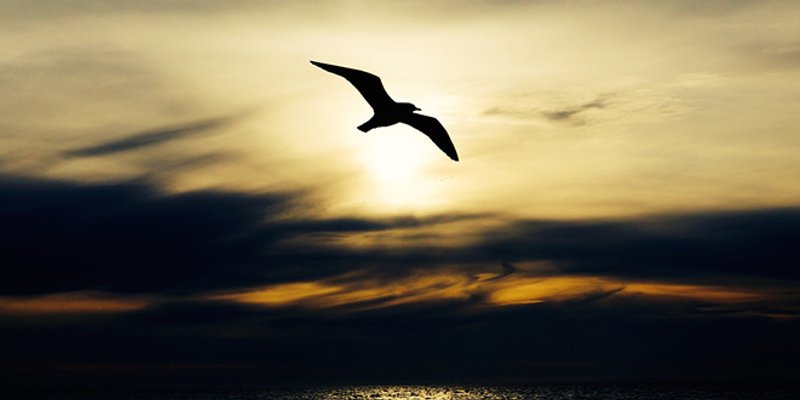 VIDEO IZ SPLITA Ljuti galeb napada momka