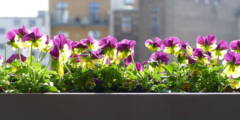 Kako uvelu biljku vratiti u život?