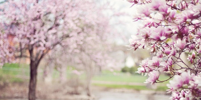 ZAZELENIMO SPLIT: Nova ideja gradske firme kako bi Split bio ljepši i zdraviji za življenje