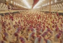 Most upozorava na megafarme peradi: 'Hrvatska mora proizvoditi više hrane, ali ne po cijenu vode koju pijemo'