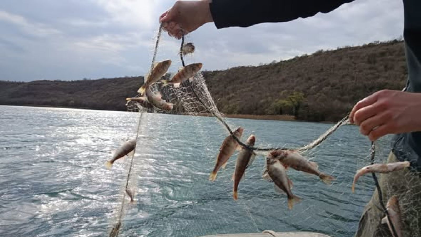 FOTO Ove su ribe prijetnja bioraznolikosti jadranskih rijeka