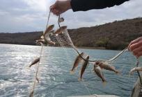 FOTO Ove su ribe prijetnja bioraznolikosti jadranskih rijeka