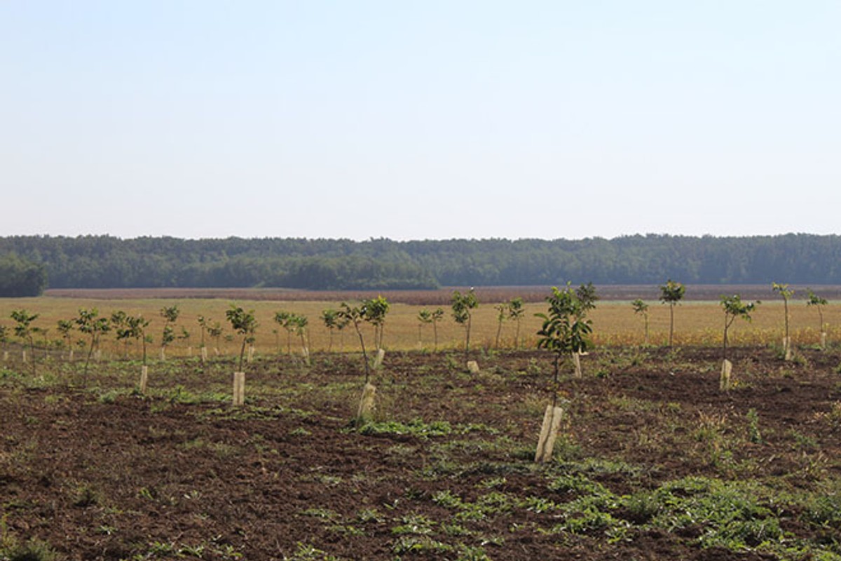 Tomislav Pope: Orah Chandler otporniji je od tradicionalnih sorti