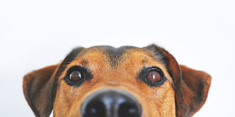 SPLIĆANKA POTJERANA KUĆI 'Policajka mi je rekla da i ona ima psa, ali da ga ne vodi vanka?!'