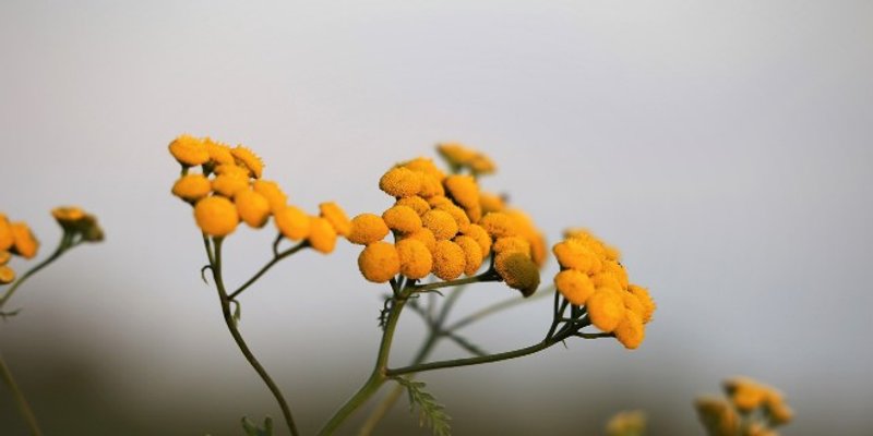 Ulje smilja potiče rast novih stanica kože te je odlično u borbi protiv bora, crvenih i staračkih pjegica, akni