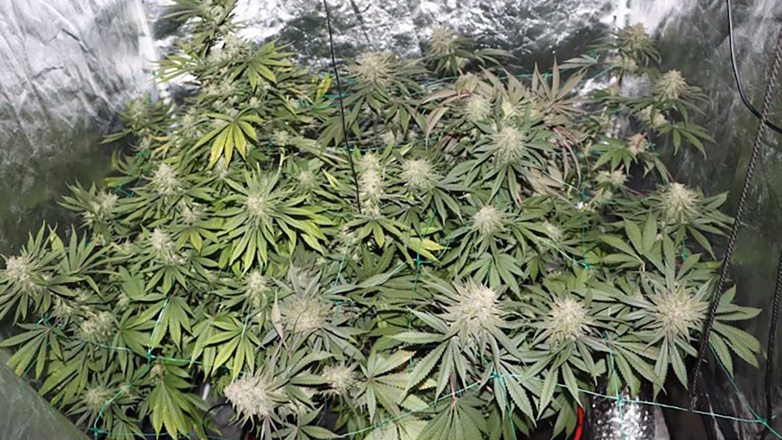 Pao solinski 'plantežer'