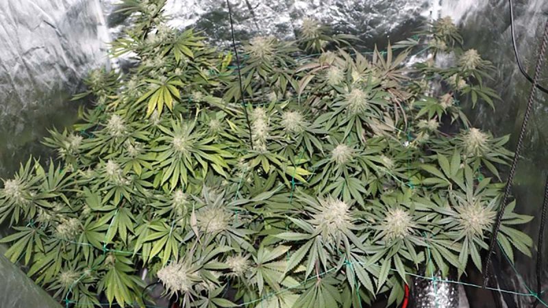 Na području Zaprešića pronađen improvizirani laboratorij i više od 3 kilograma marihuane